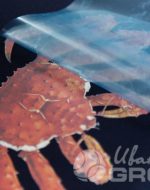 иванычъ group худи