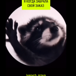 Во всём виноват енот